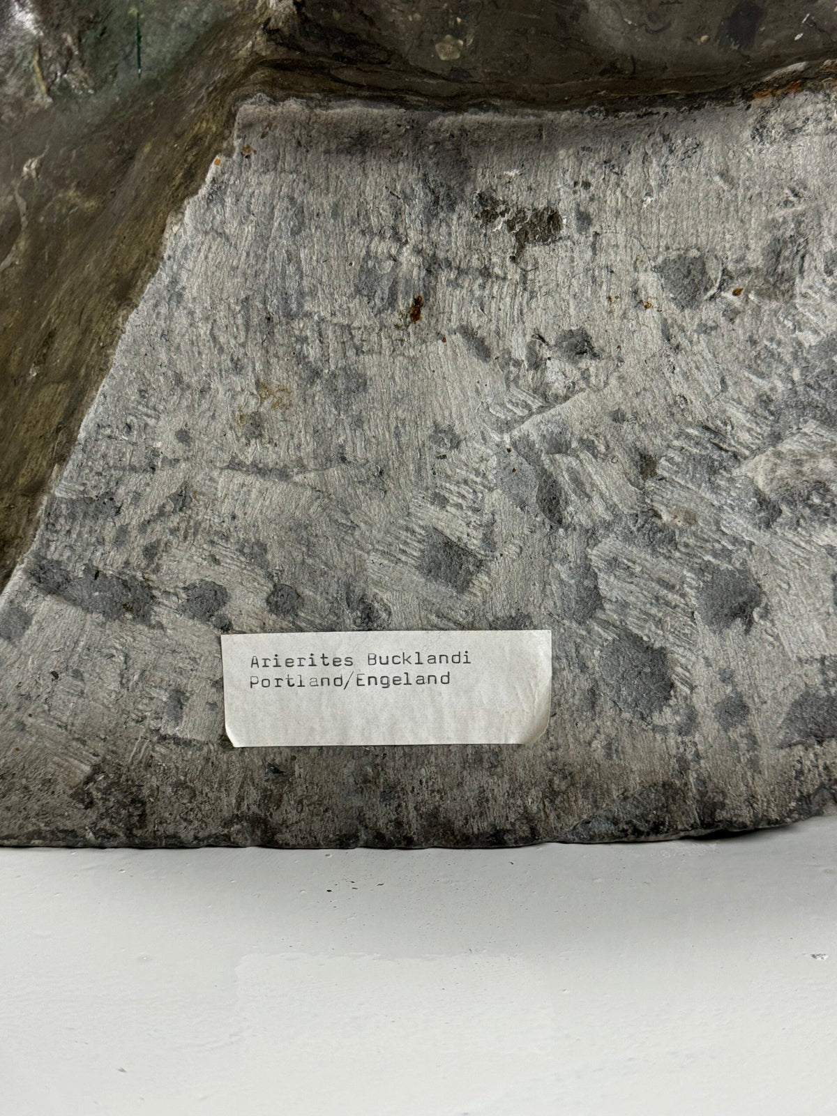 Giant Fossil Ammonite, Arietites Bucklandi, photo 9