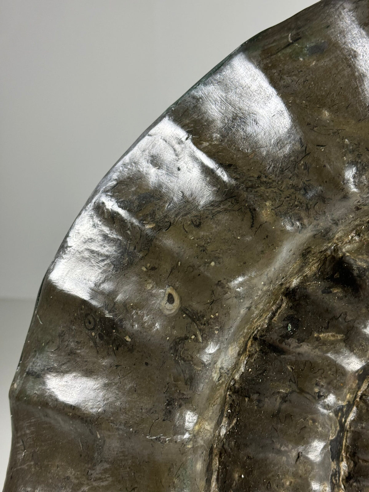 Giant Fossil Ammonite, Arietites Bucklandi, photo 14