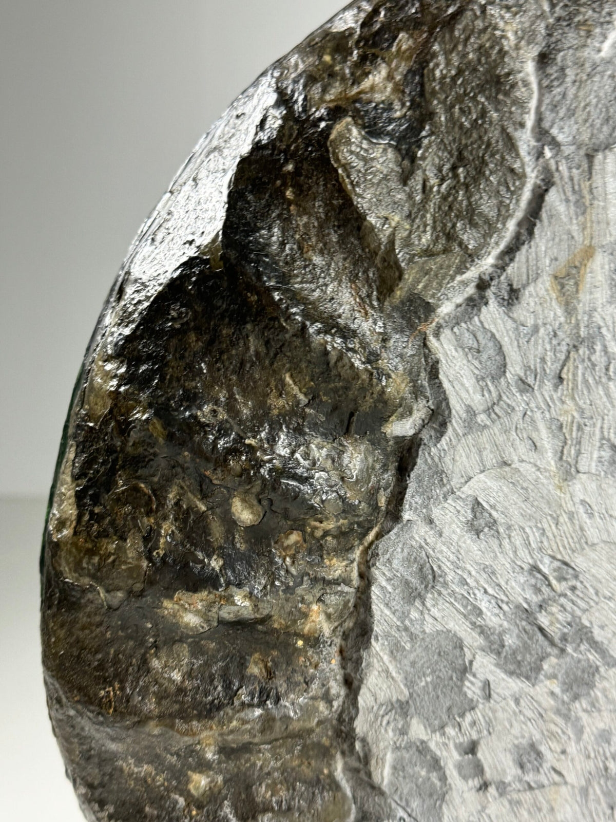Giant Fossil Ammonite, Arietites Bucklandi, photo 4