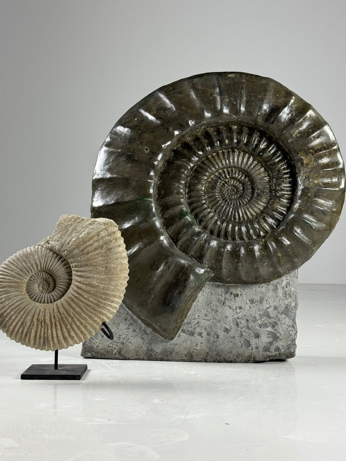 Giant Fossil Ammonite, Arietites Bucklandi, photo 2
