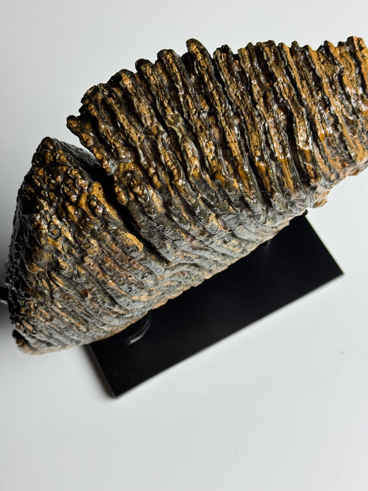 Very Large Fossilised Mammoth Tooth on Custom Stand, photo 3