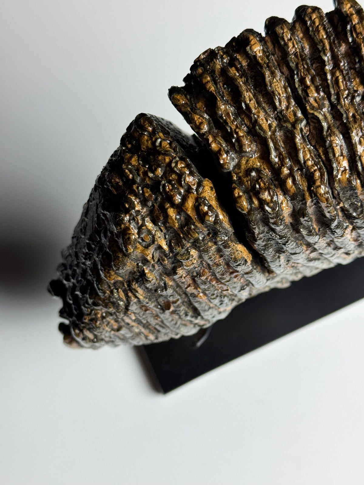 Very Large Fossilised Mammoth Tooth on Custom Stand, photo 5