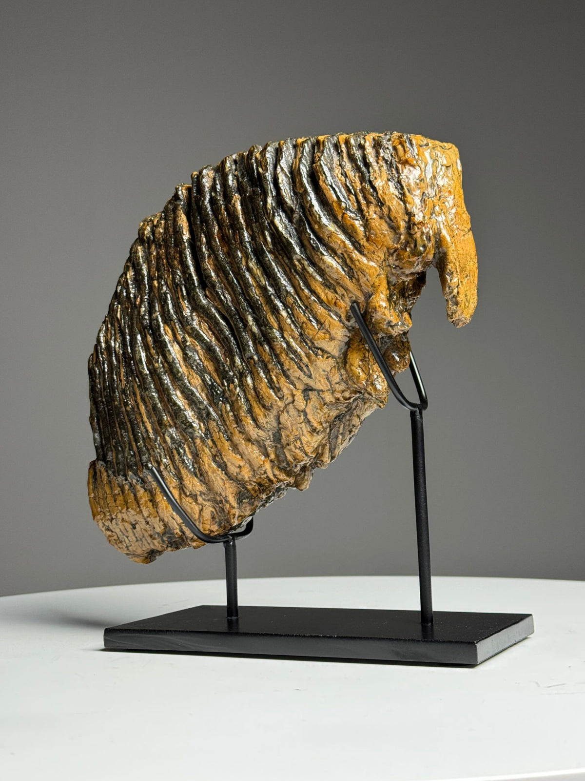 Very Large Fossilised Mammoth Tooth on Custom Stand, photo 10