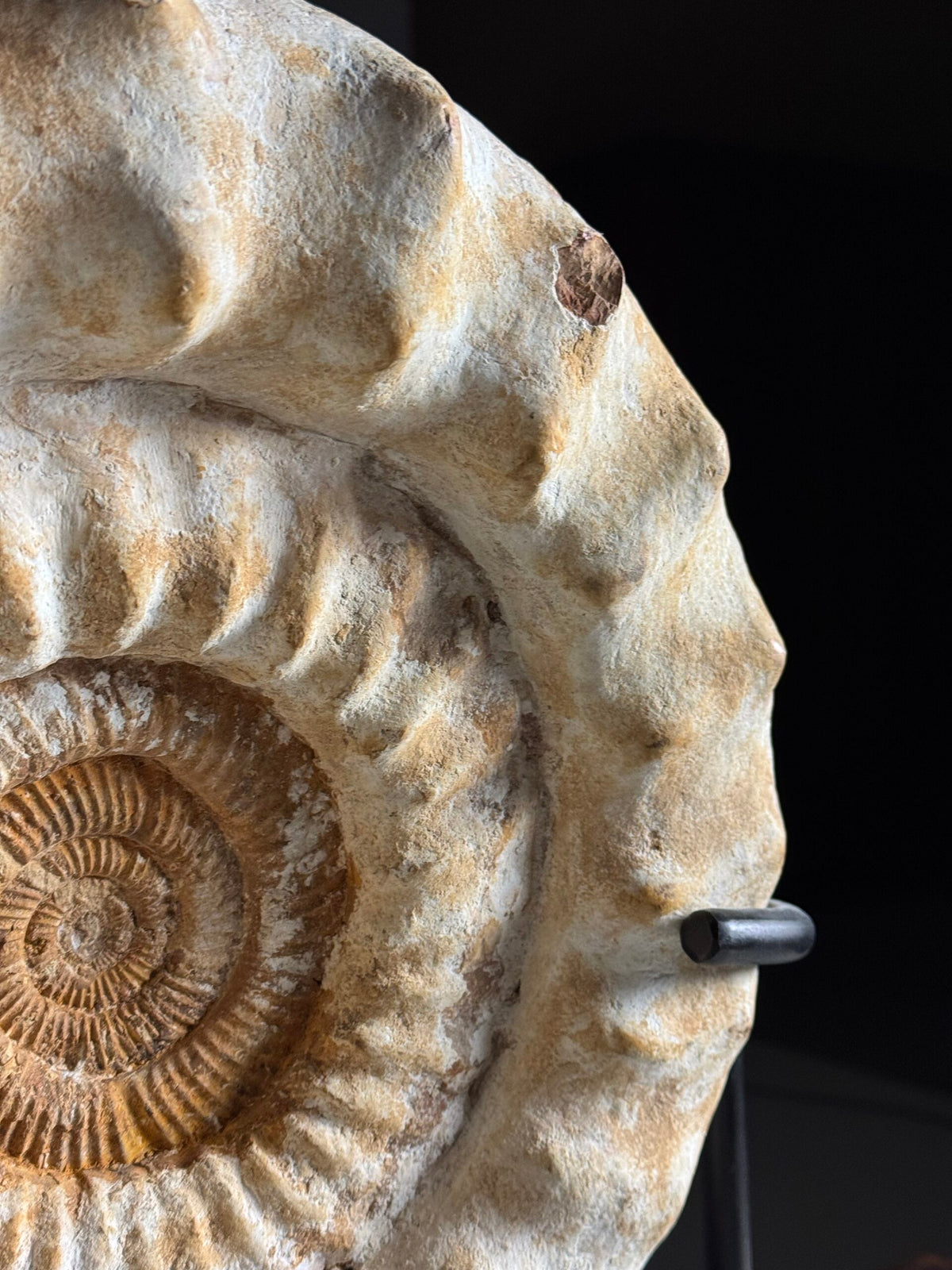Giant Ammonite Fossil on Custom Black Stand, photo 2