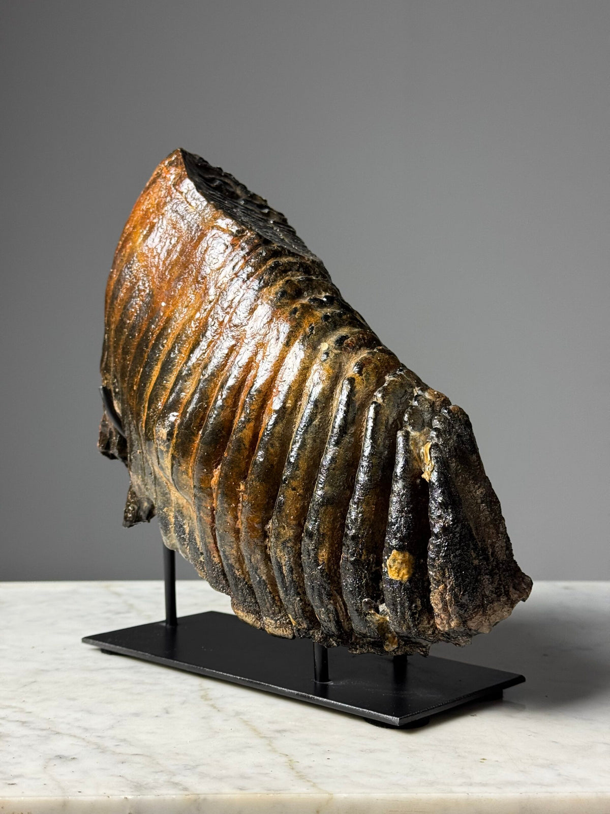 Fossilised Mammoth Tooth on Custom Stand, photo 2