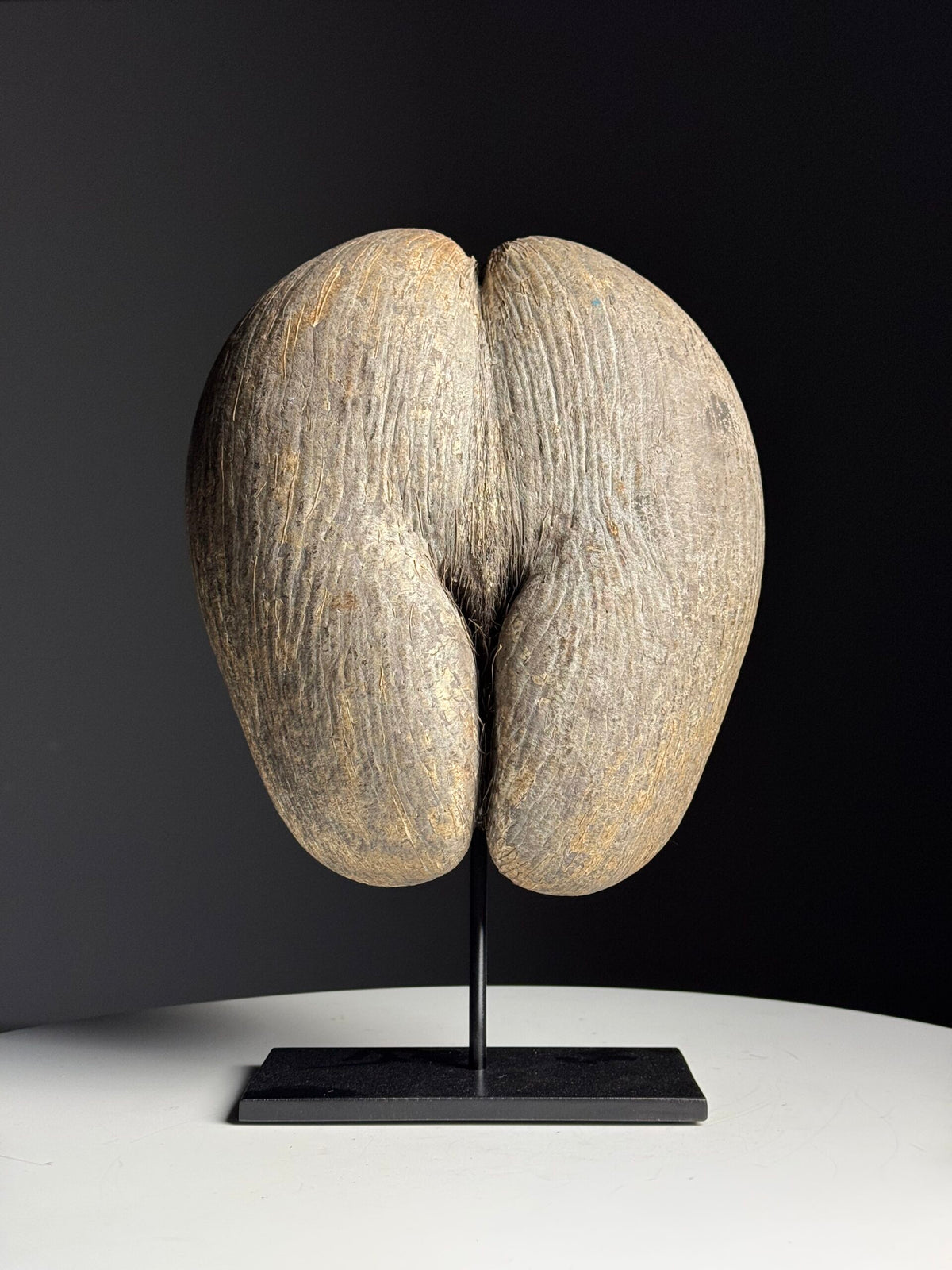Rustic Unopened Coco de Mer on Black Stand, photo 1