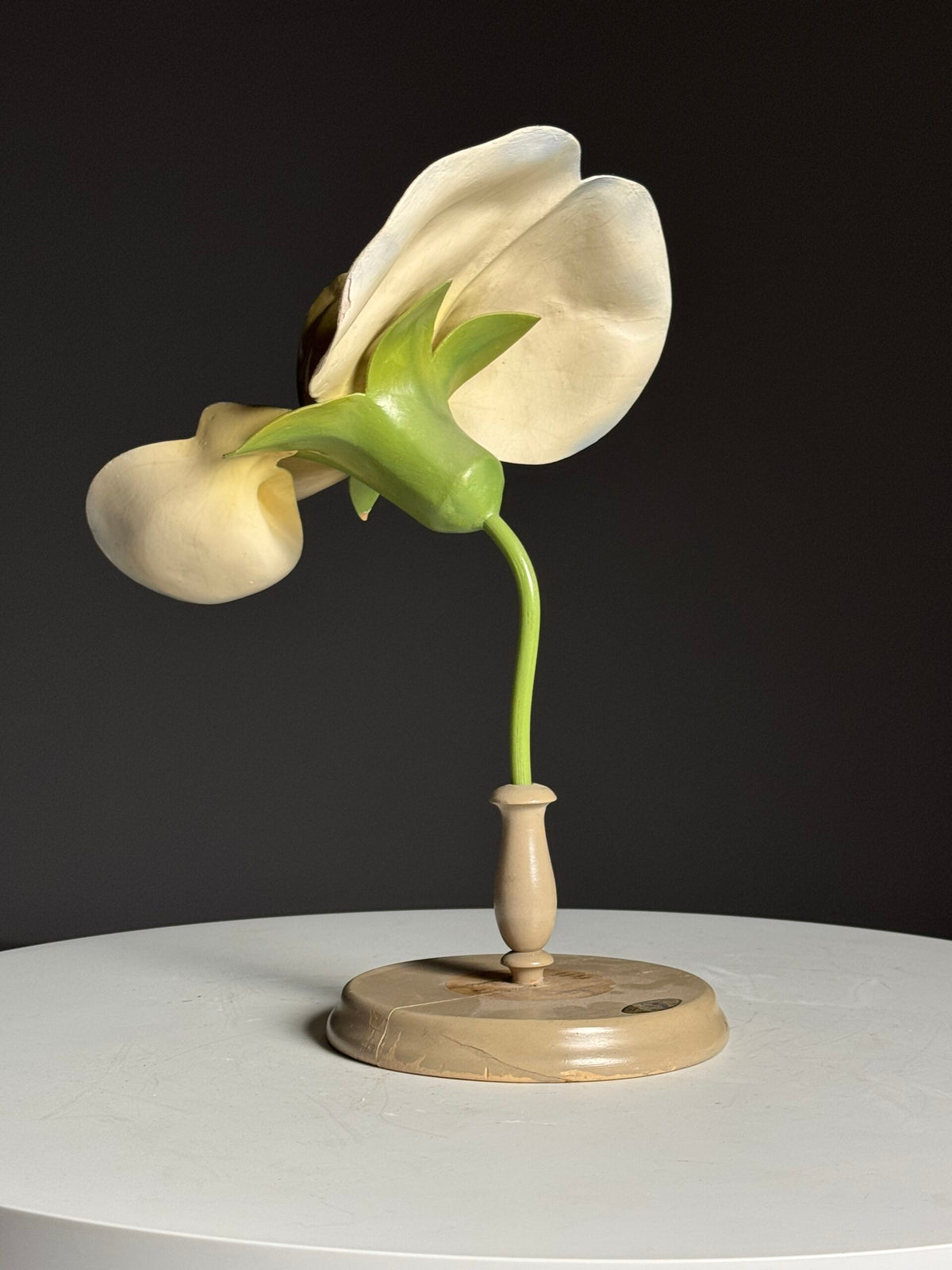 German Botanical Flower Model in Papier-mâché and Wax, c. 1900, photo 17