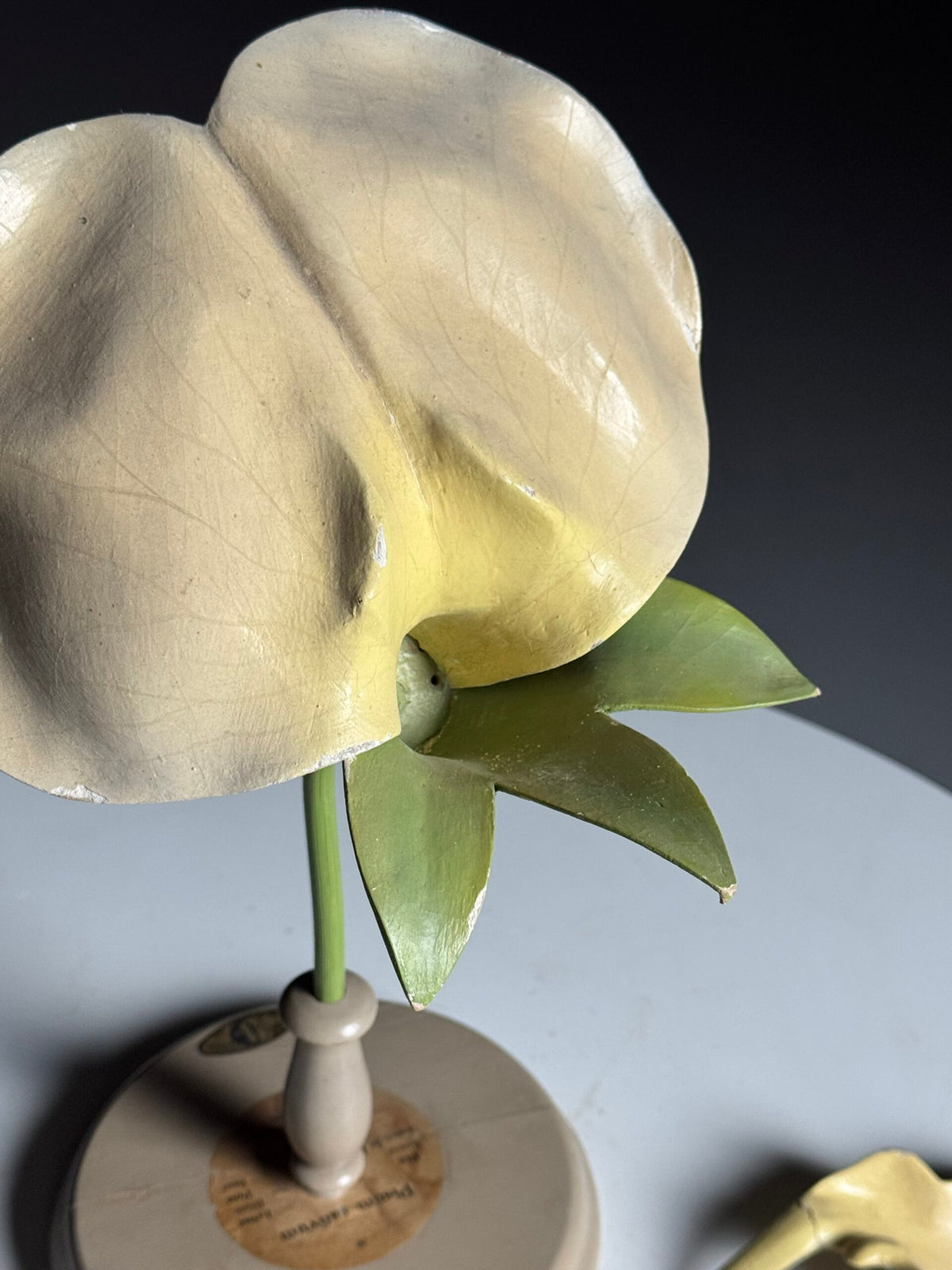 German Botanical Flower Model in Papier-mâché and Wax, c. 1900, photo 13