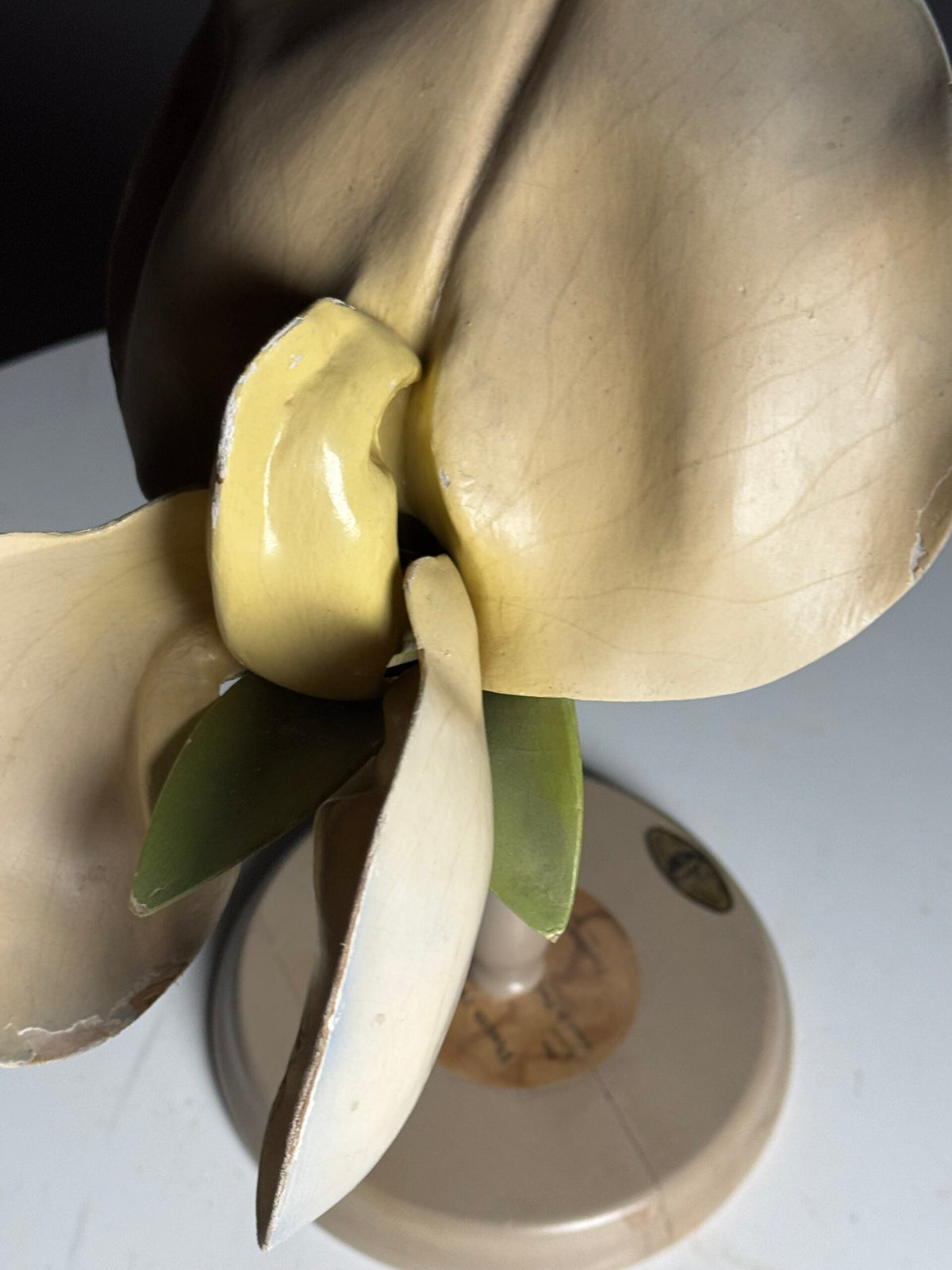 German Botanical Flower Model in Papier-mâché and Wax, c. 1900, photo 9