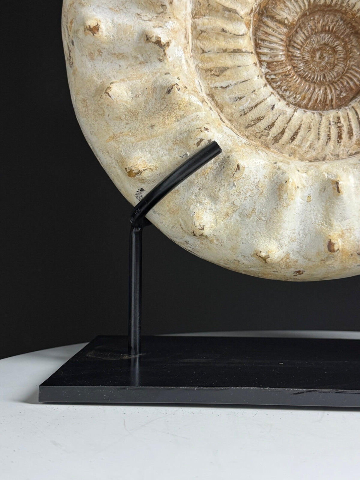 Large Fossil Ammonite on Custom Metal Stand, photo 8