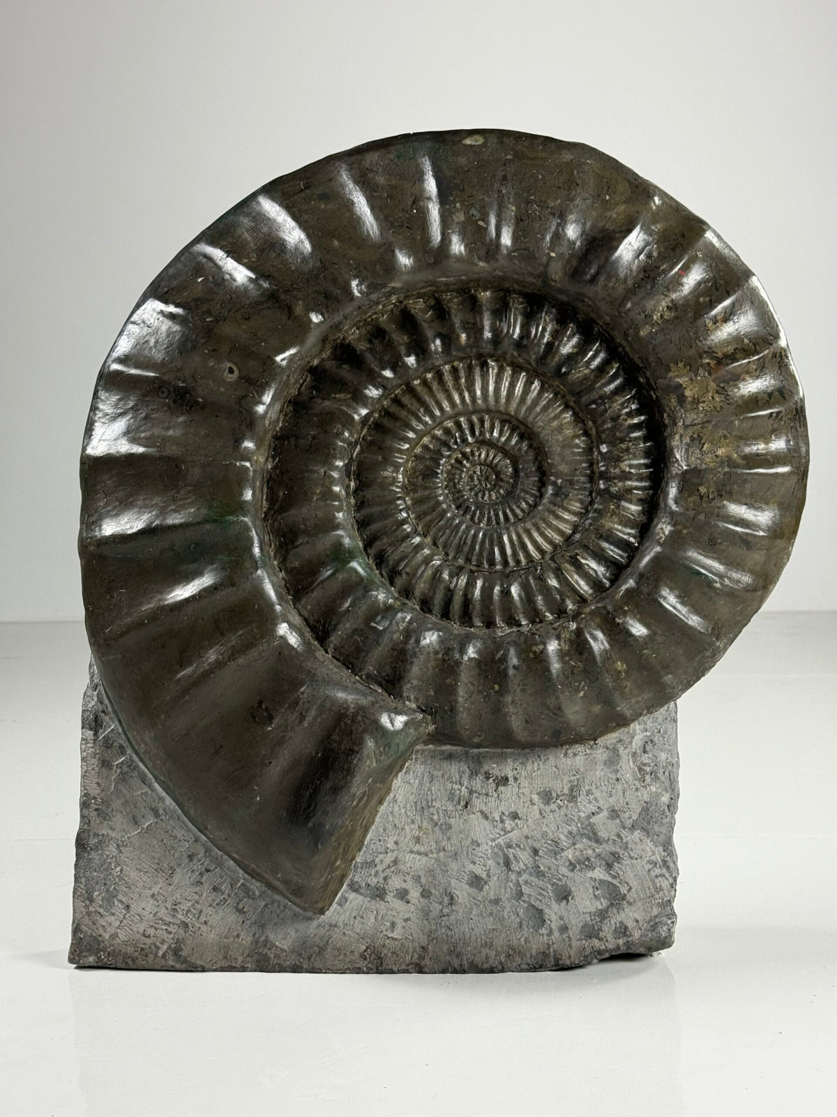 Giant Fossil Ammonite, Arietites Bucklandi, photo 3