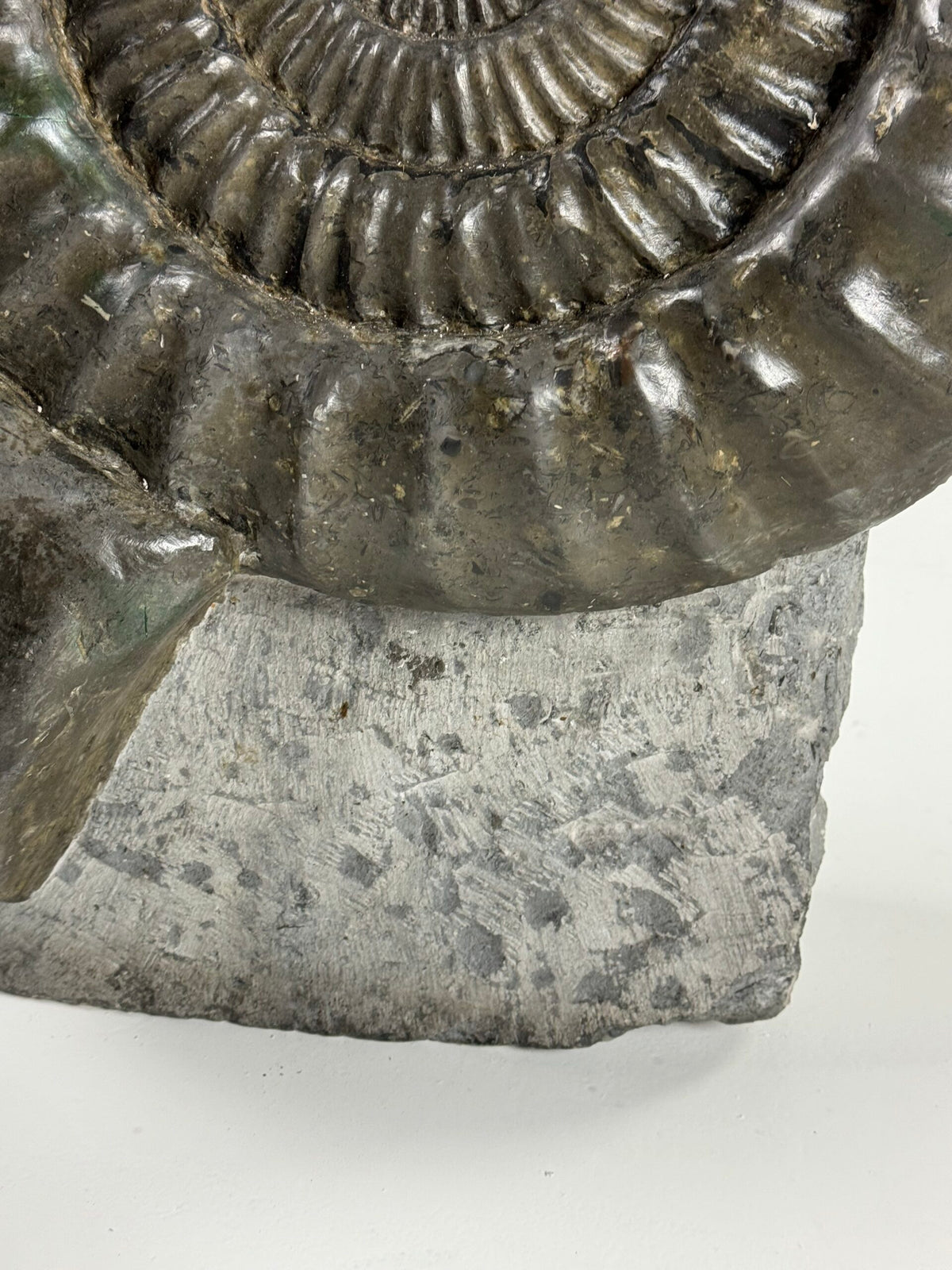 Giant Fossil Ammonite, Arietites Bucklandi, photo 12