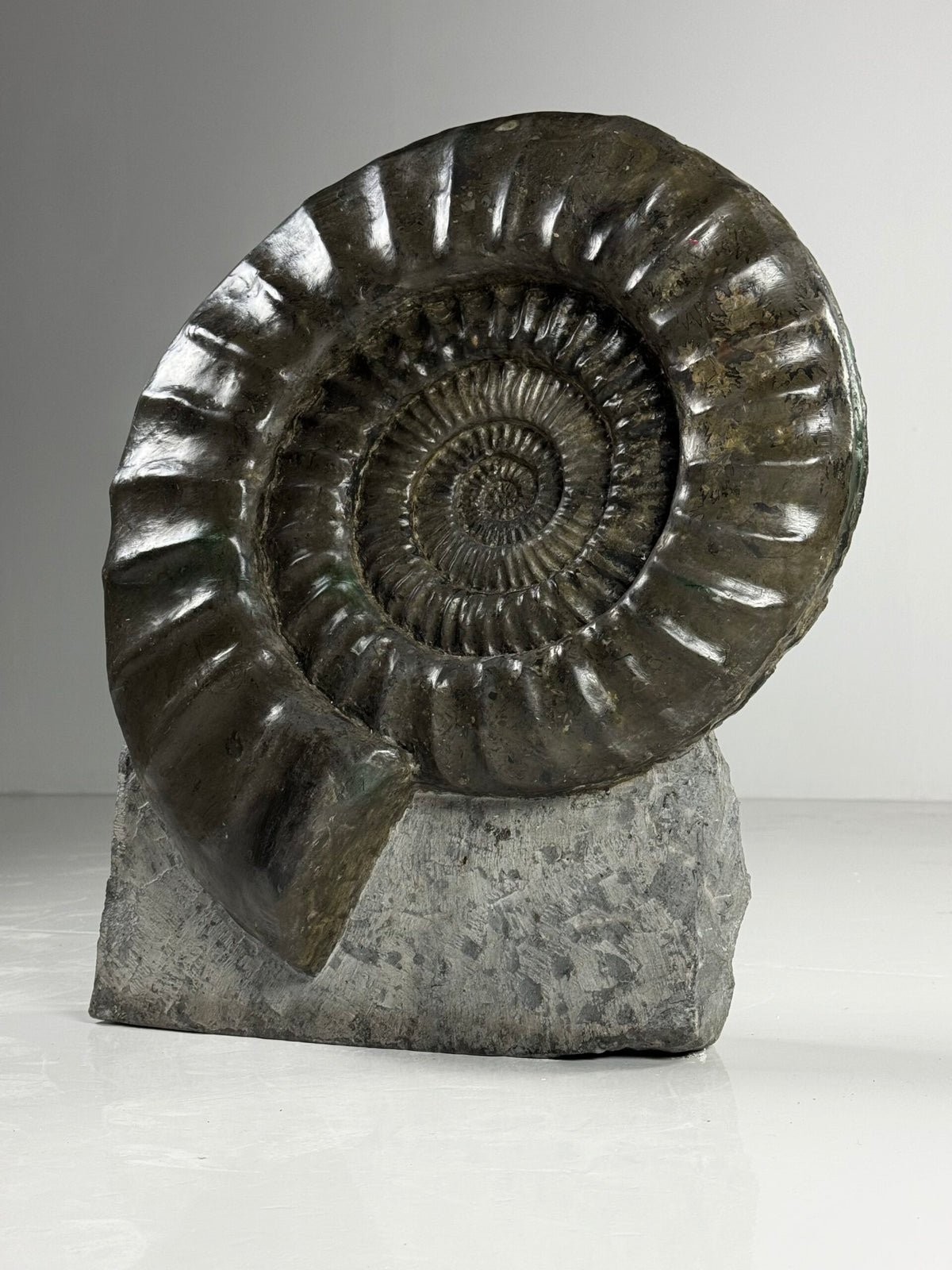 Giant Fossil Ammonite, Arietites Bucklandi, photo 11