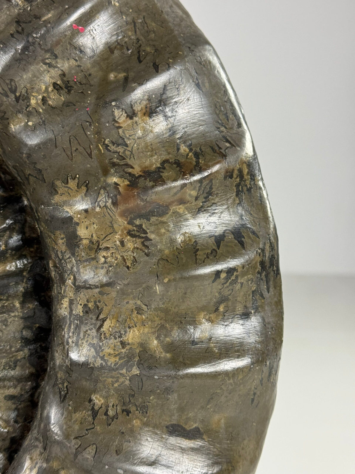 Giant Fossil Ammonite, Arietites Bucklandi, photo 10