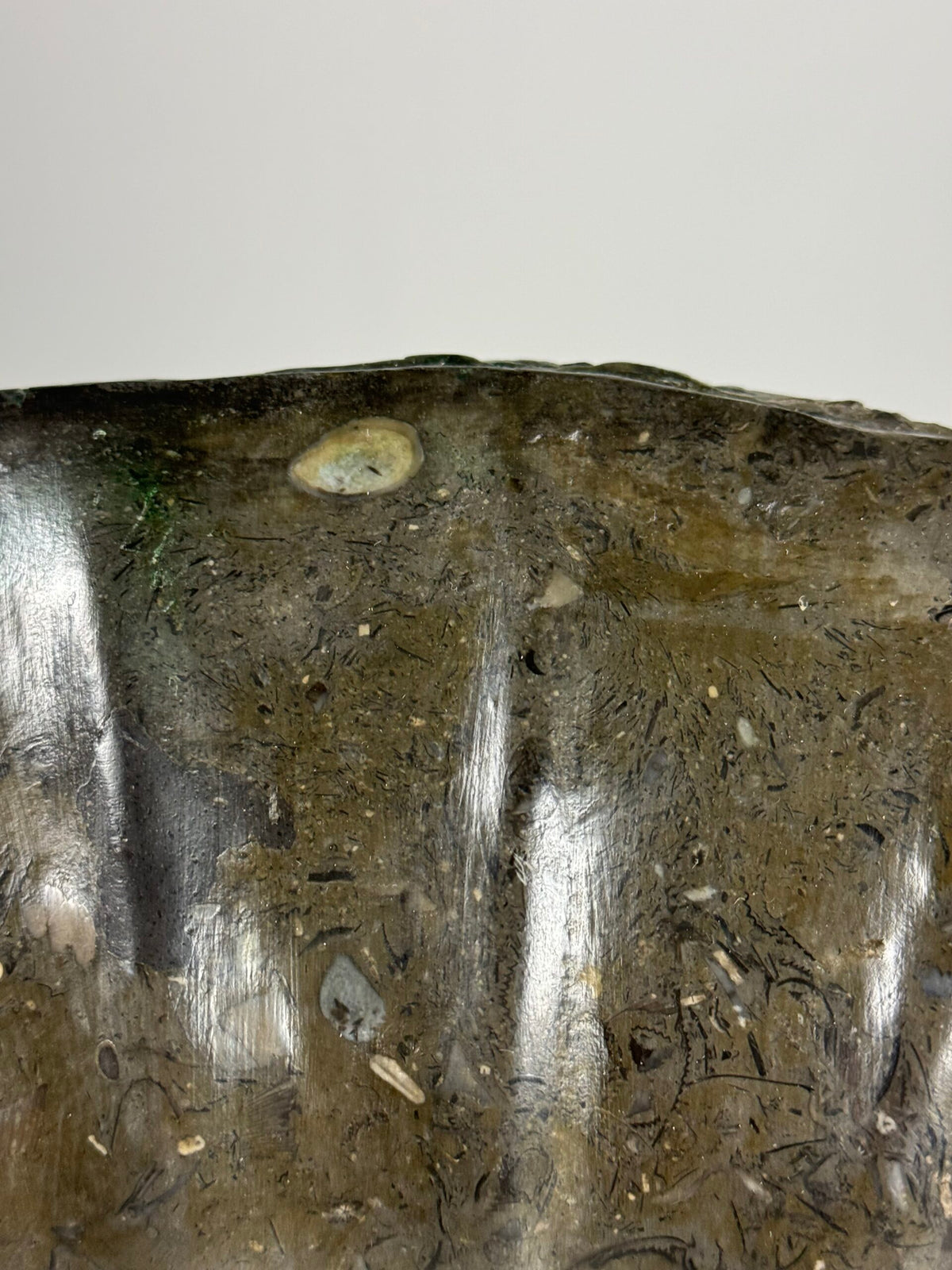 Giant Fossil Ammonite, Arietites Bucklandi, photo 7