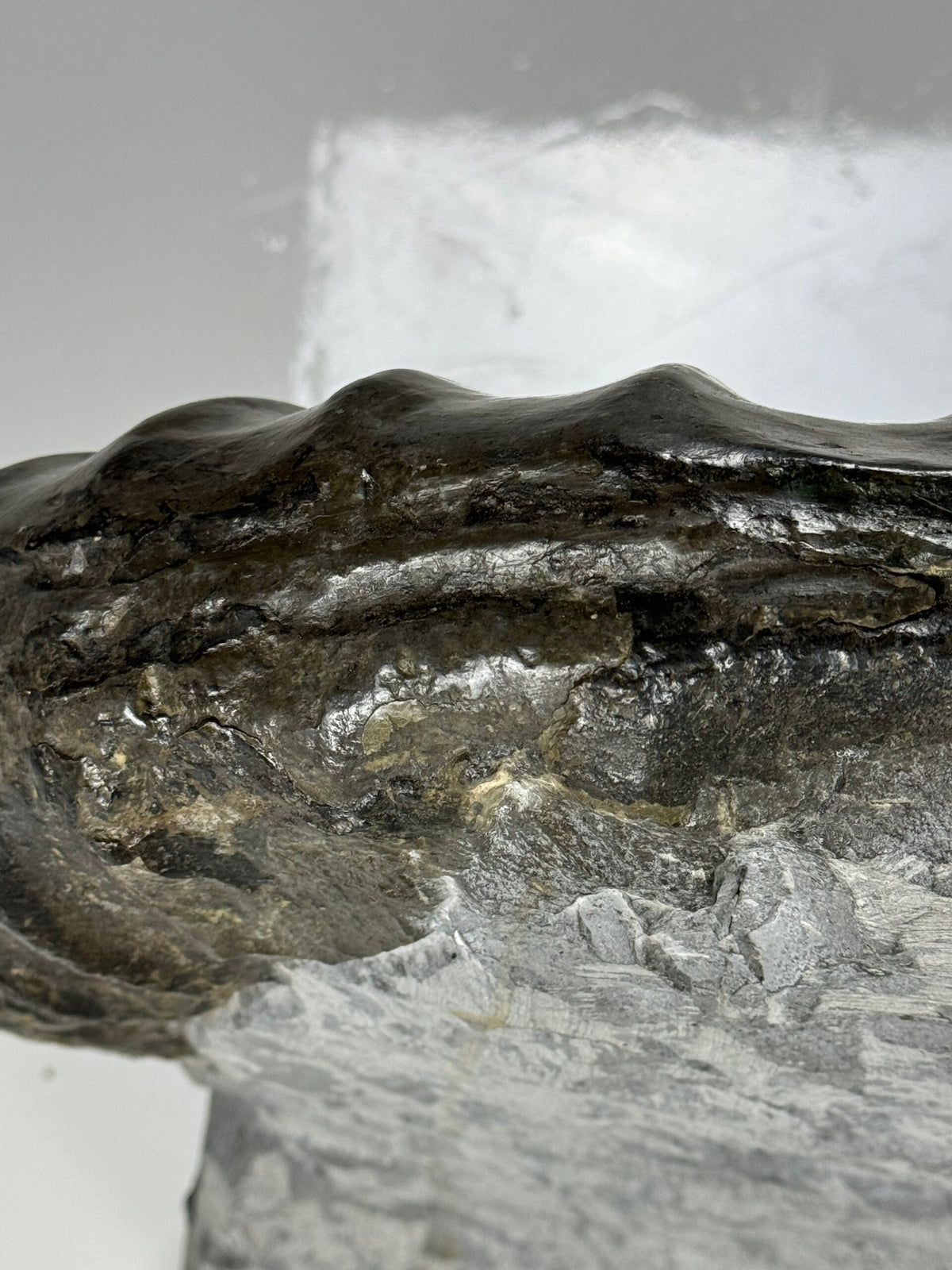Giant Fossil Ammonite, Arietites Bucklandi, photo 16
