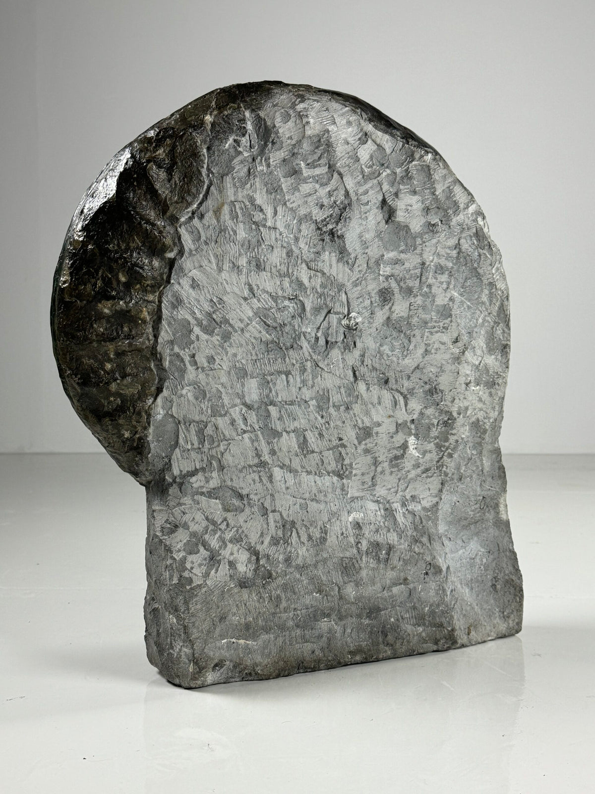 Giant Fossil Ammonite, Arietites Bucklandi, photo 5