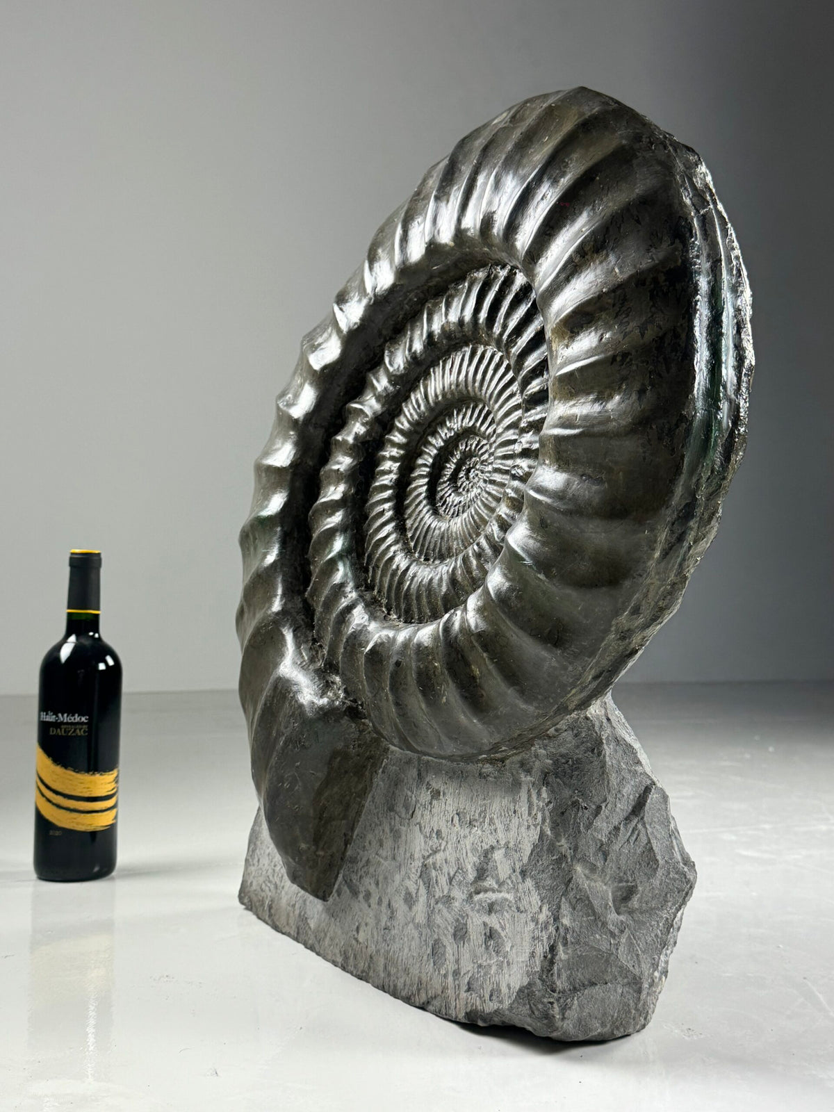 Giant Fossil Ammonite, Arietites Bucklandi, photo 1