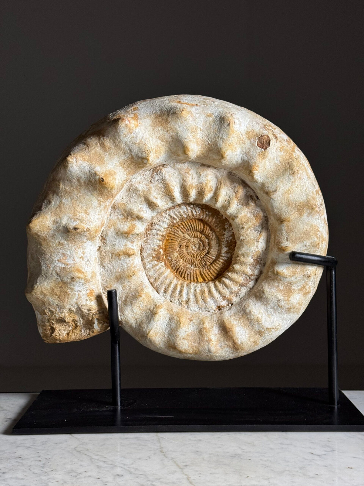 Giant Ammonite Fossil on Custom Black Stand, photo 1