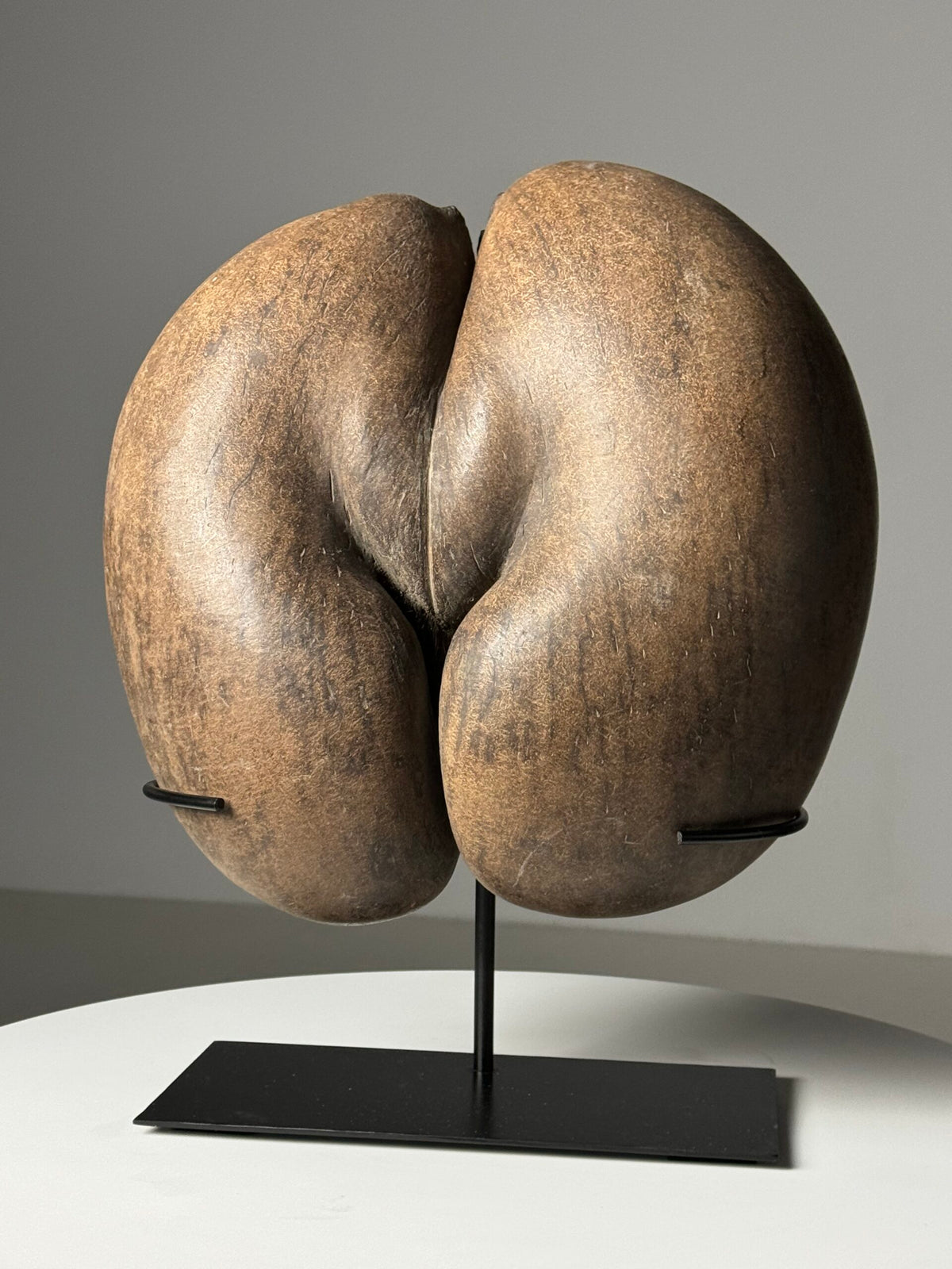 Coco de Mer Seed on Stand, photo 1