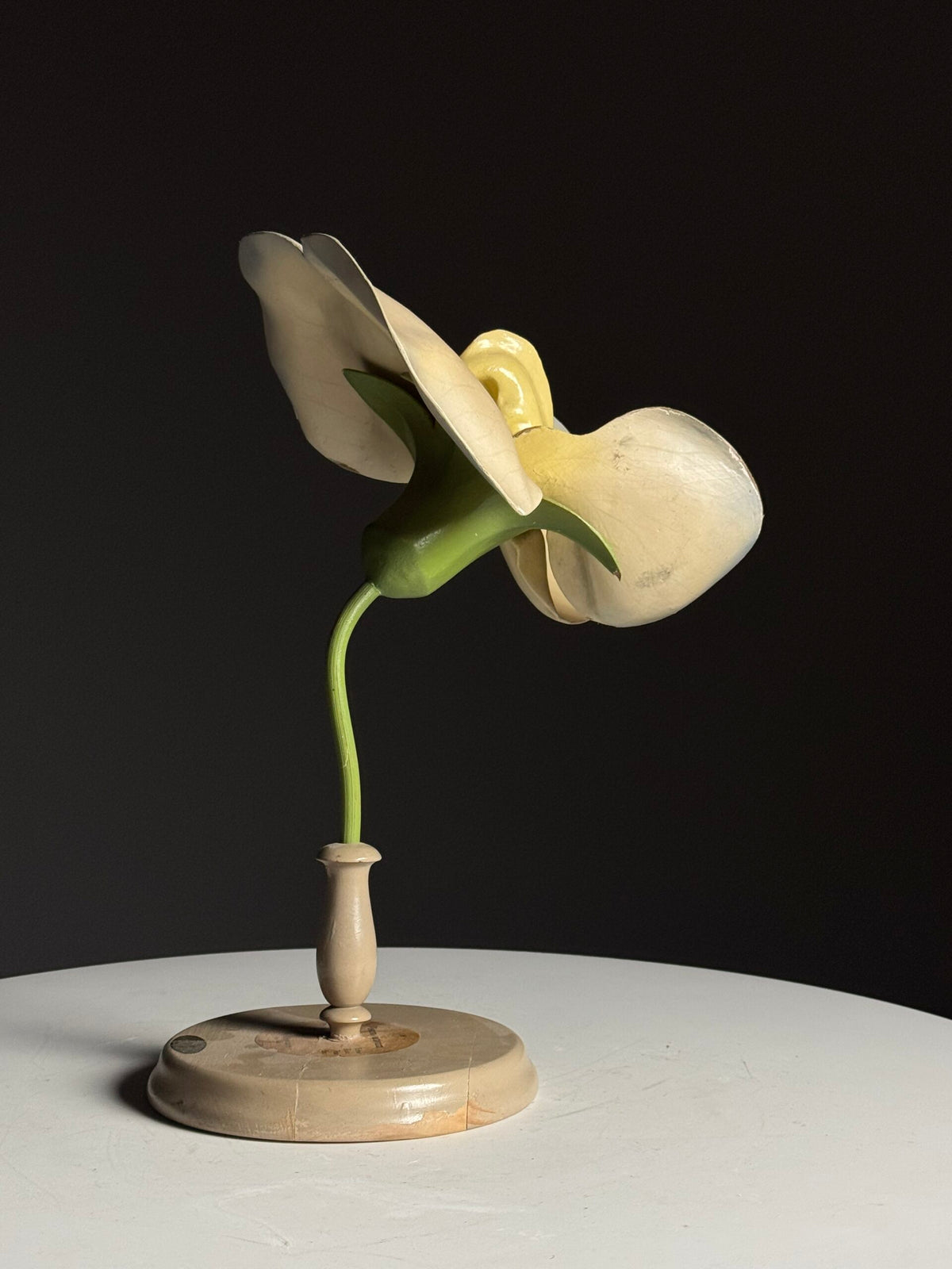 German Botanical Flower Model in Papier-mâché and Wax, c. 1900, photo 10