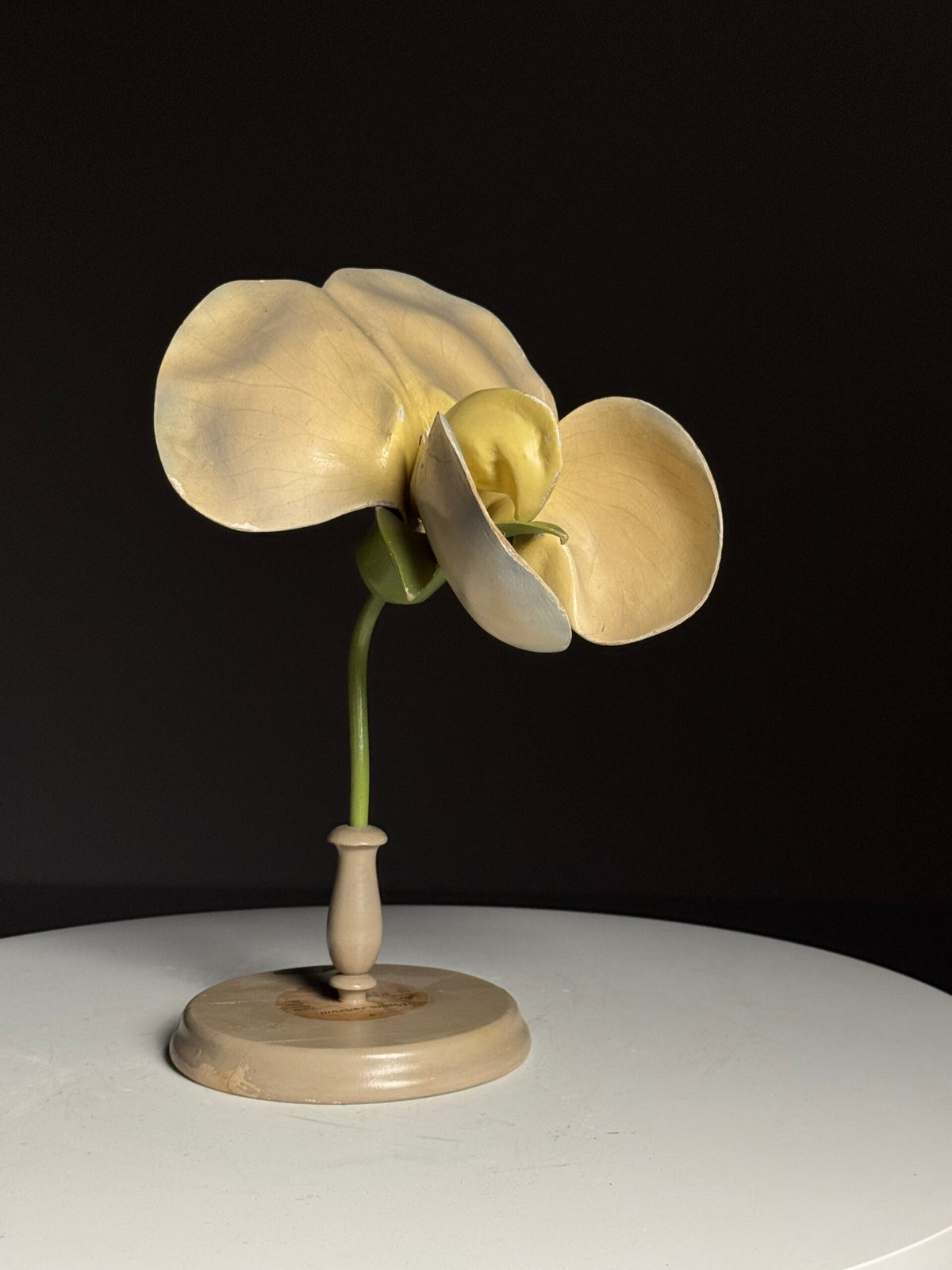 German Botanical Flower Model in Papier-mâché and Wax, c. 1900, photo 7