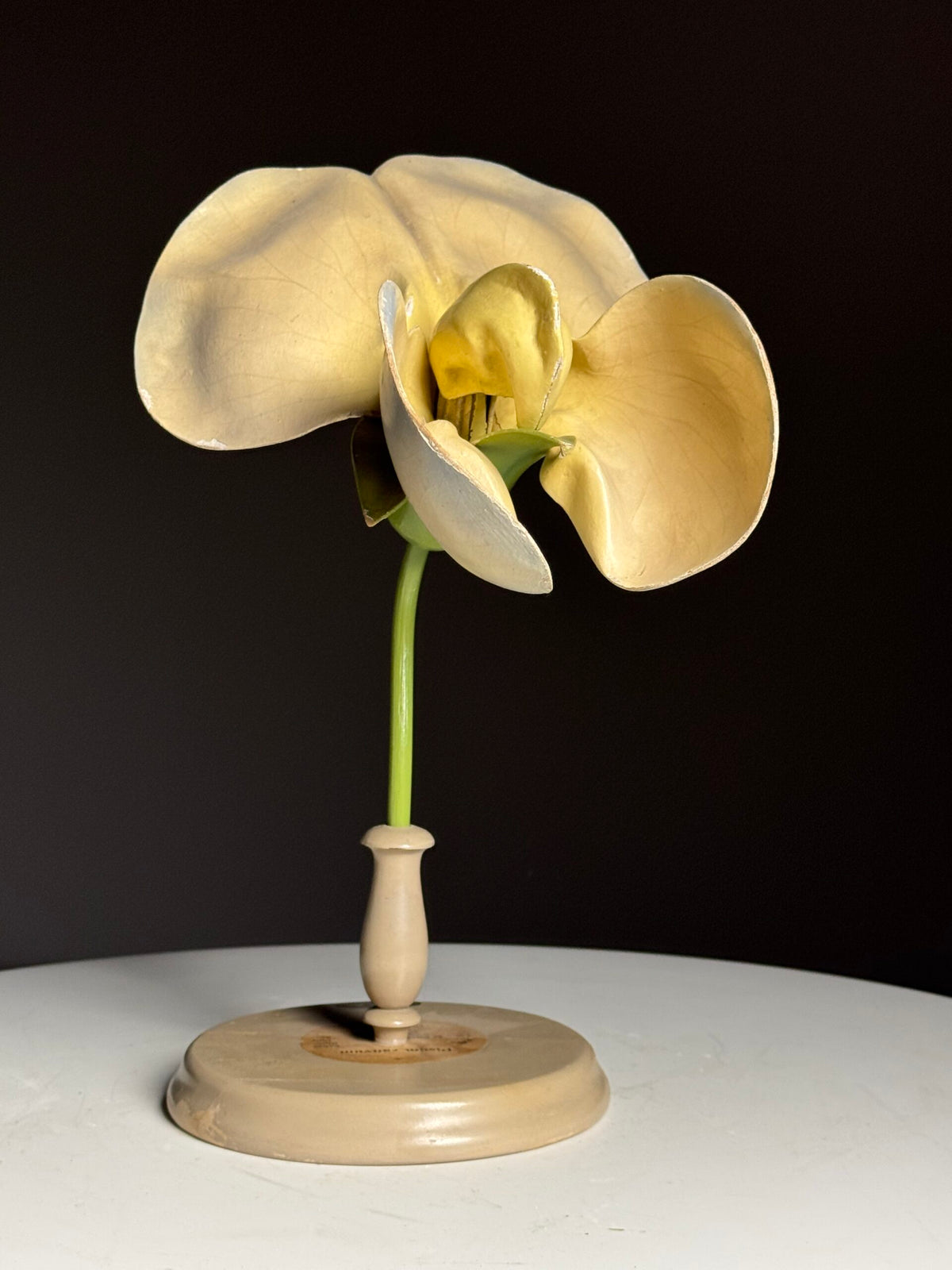 German Botanical Flower Model in Papier-mâché and Wax, c. 1900, photo 5