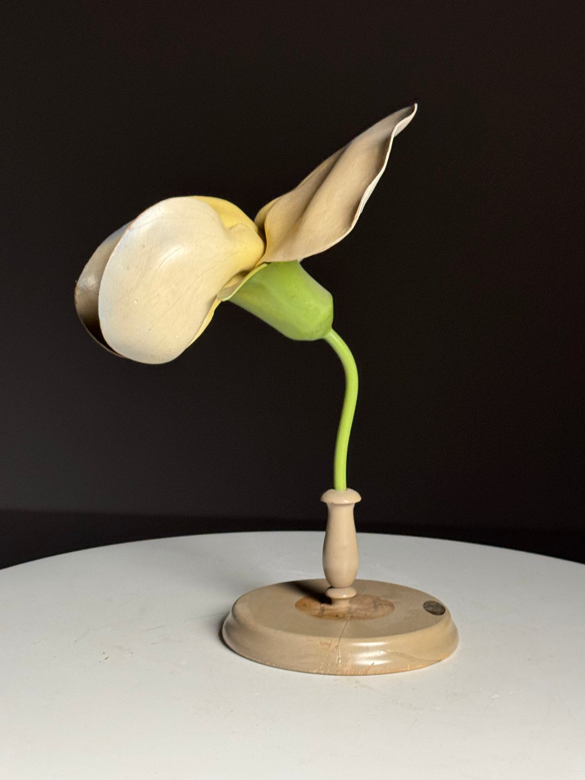 German Botanical Flower Model in Papier-mâché and Wax, c. 1900, photo 3