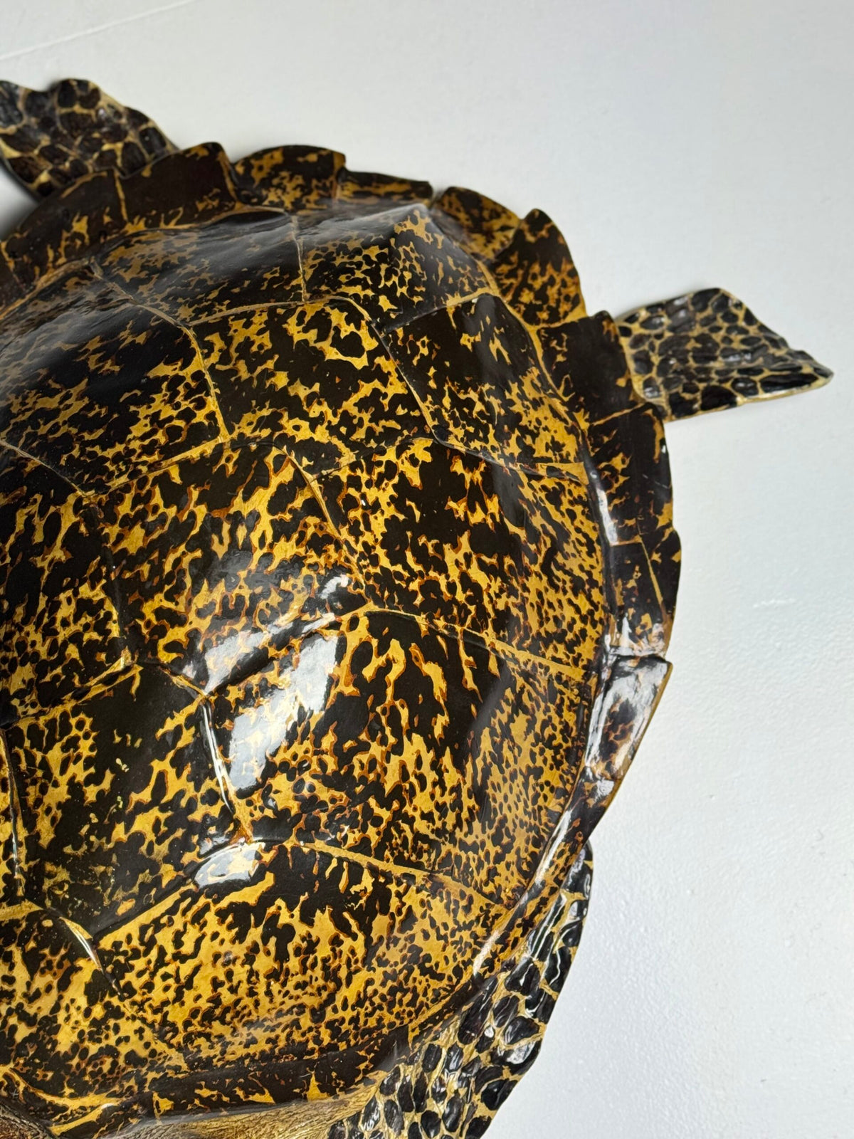 Large Realistic Plastic Turtle Replica, photo 2