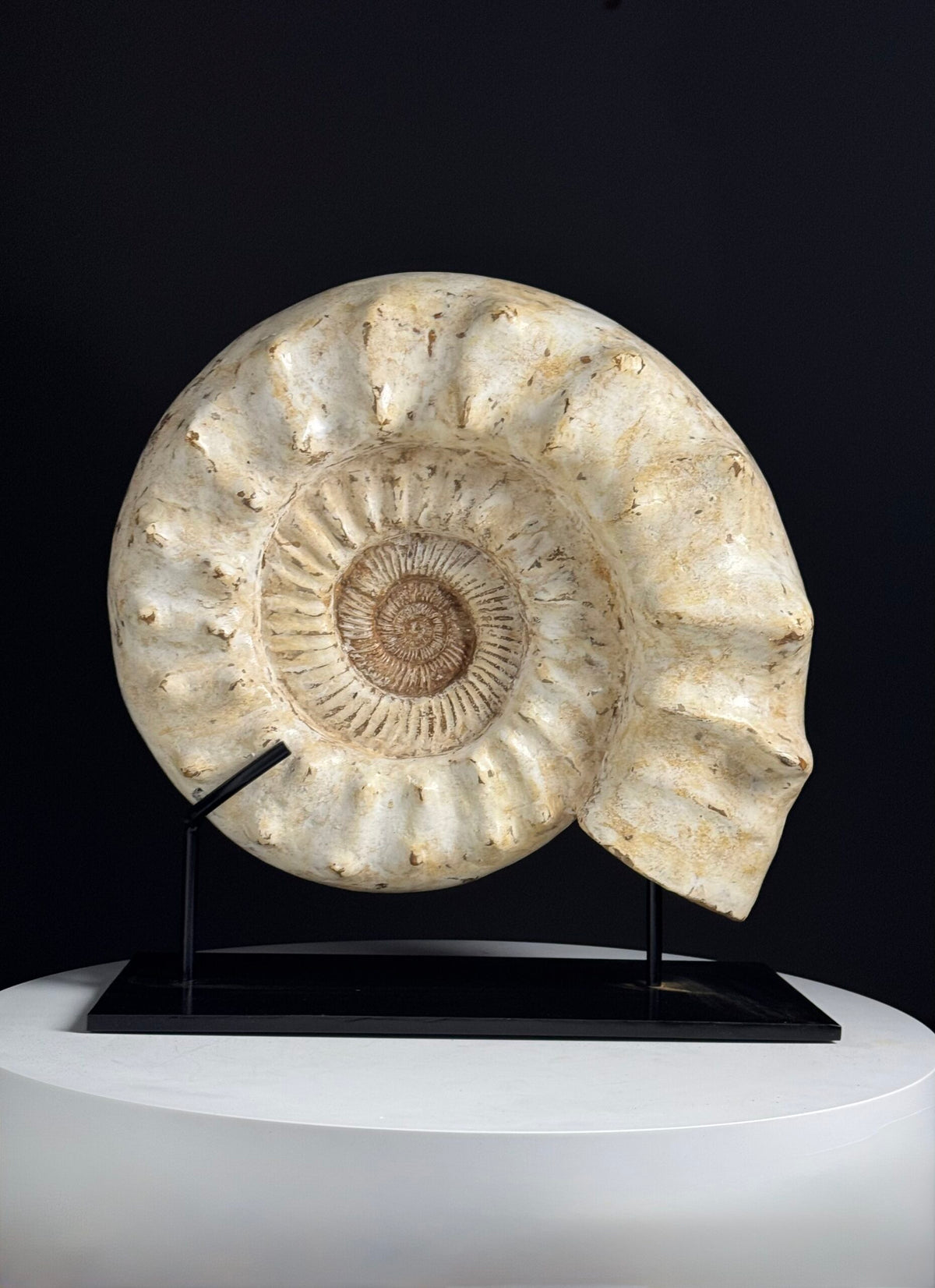 Large Fossil Ammonite on Custom Metal Stand, photo 6