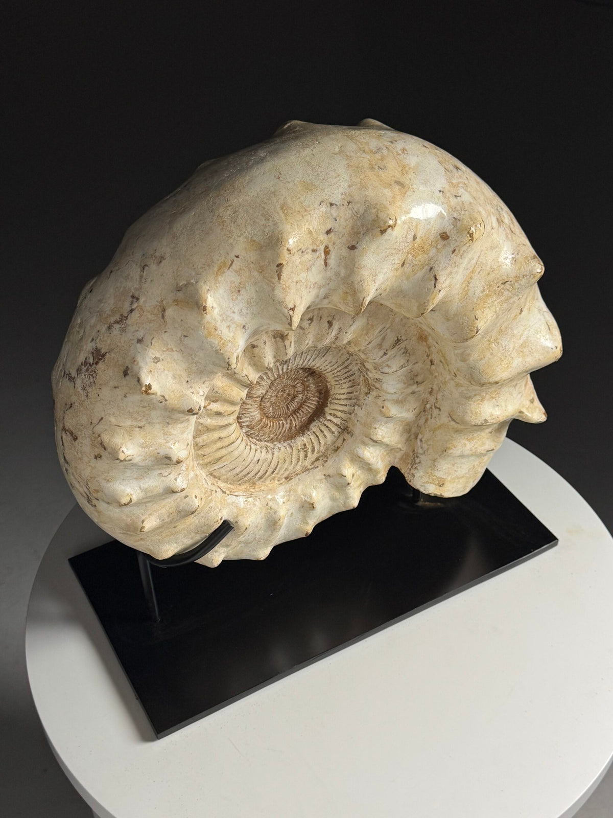 Large Fossil Ammonite on Custom Metal Stand, photo 7