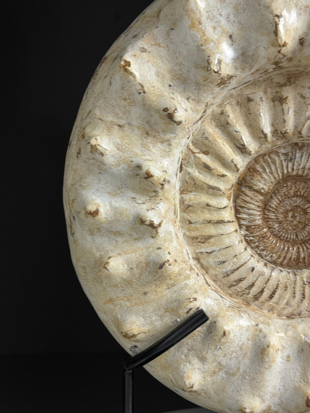 Large Fossil Ammonite on Custom Metal Stand, photo 9