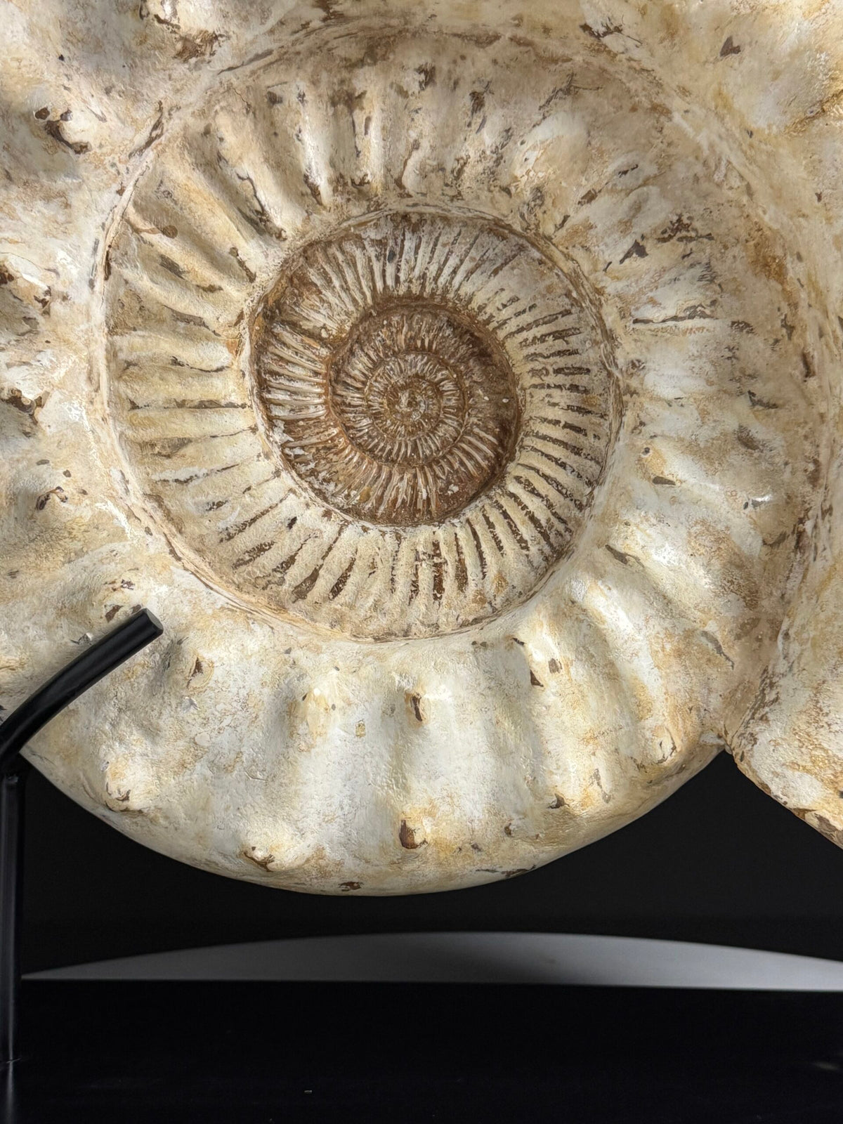 Large Fossil Ammonite on Custom Metal Stand, photo 10