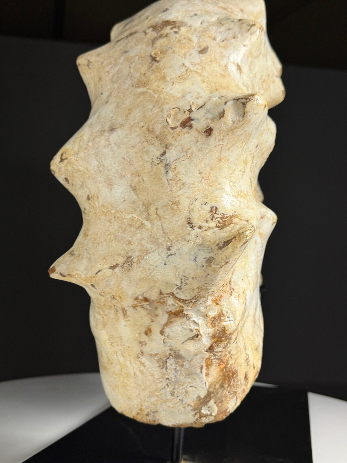 Large Fossil Ammonite on Custom Metal Stand, photo 13