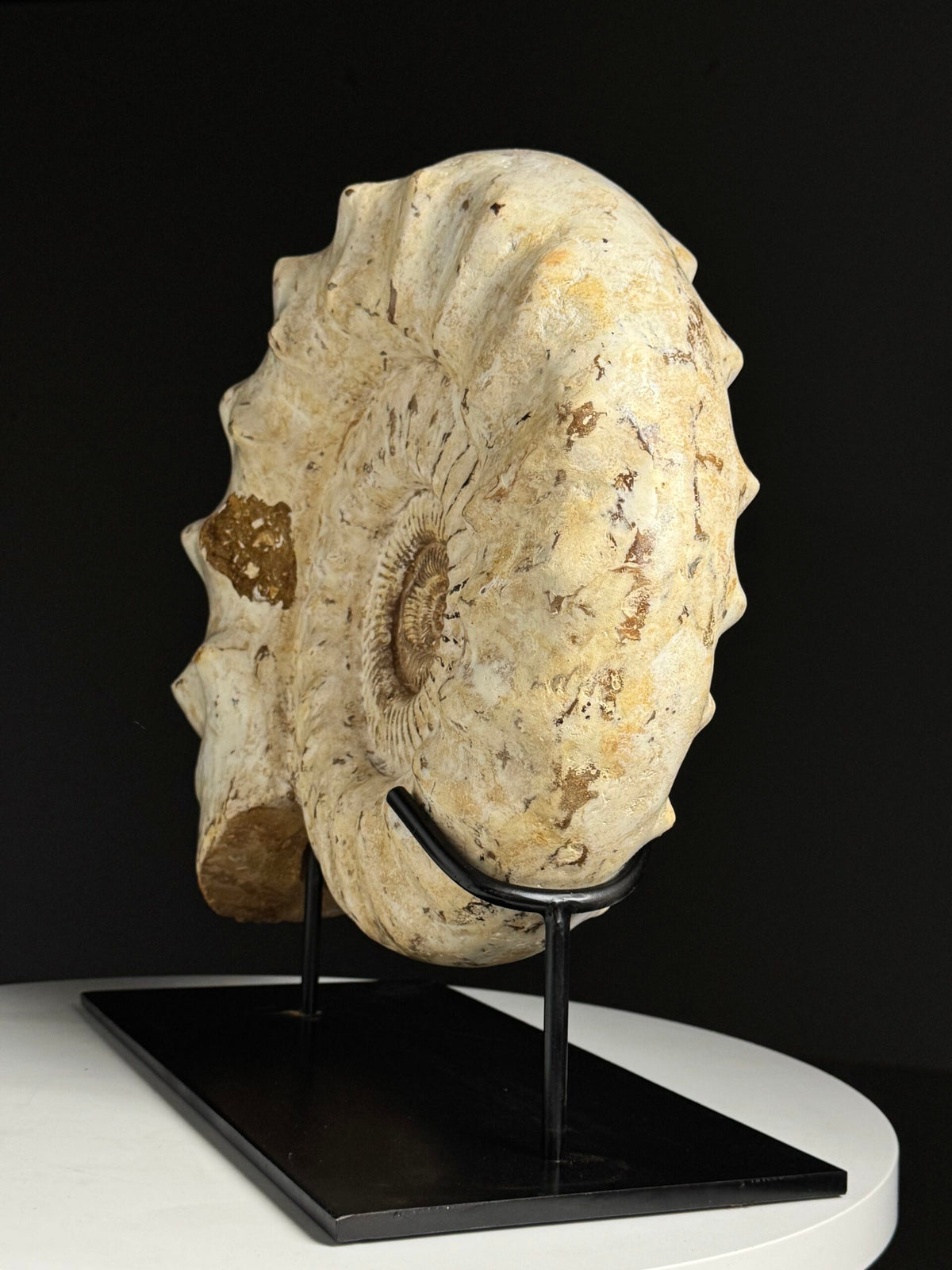 Large Fossil Ammonite on Custom Metal Stand, photo 14